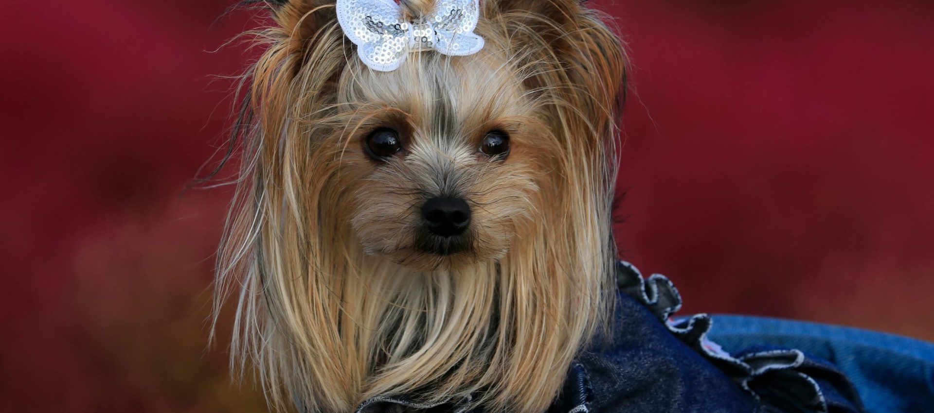 pexels-photo-8985049